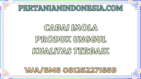 Cabai Imola Produk Unggul Kualitas Terbaik